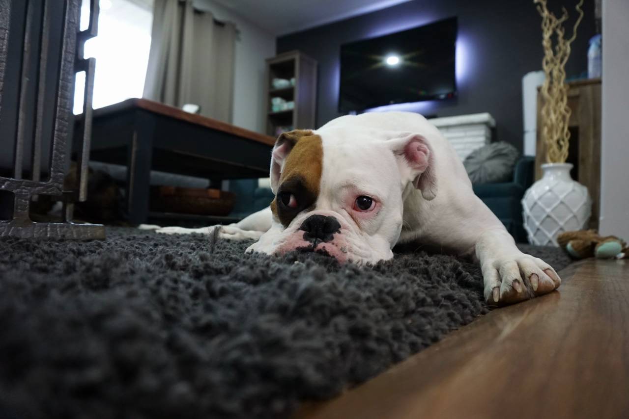 Useful Tips for Removing Pet Hair and Stains from Your Rug