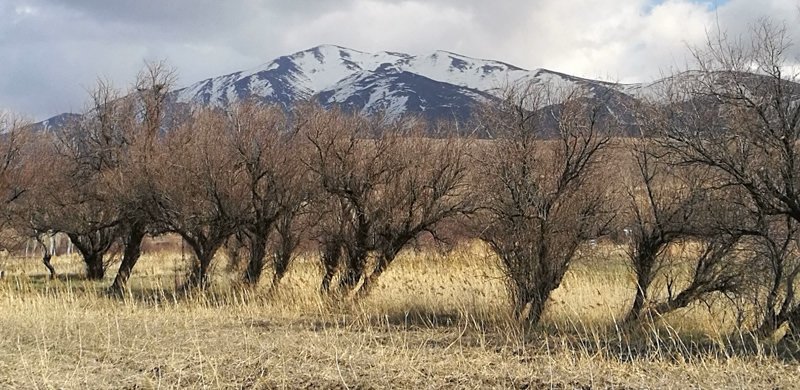 affordable handmade Persian rugs