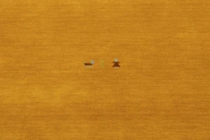 Marigold Tribal 5X8 Gabbeh Modern Rug
