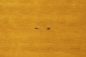 Marigold Tribal 6X6 Gabbeh Modern Square Rug